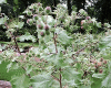 Plantes B - Bardane BIO racine 100g