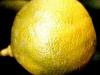 Bergamote HE BIO 10ml