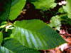 Plantes B - Bouleau BIO feuille 50g