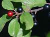 Plantes B - Bourdaine �corce 100g