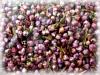 Plantes B - Bruy�re BIO fleurs 50g