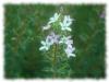 Buchu feuille 50g