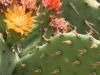 Cactus (Nopal) fleur 100g