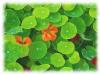 Capucine plante 100g