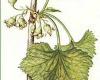 Infusettes - Cassis feuilles 20 infusettes 1.7g