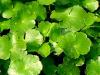Plantes C - Centella hydrocotyle plante 100g