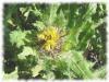 Plantes C - Chardon b�nit plante 100g