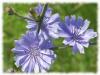 Plantes C - Chicor�e racine 250g