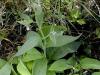 Plantes C - Consoude grande feuille 200g