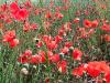 Plantes C - Coquelicot p�tale 50g