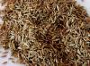 Poudres - Cumin fruit poudre 100g
