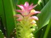 Poudres - Curcuma racine poudre 100g