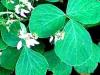 Poudres - Desmodium feuille poudre 100g