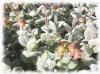 Plantes D - Dictame de Cr�te plante 50g