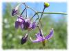 Plantes D - Douce am�re plante 50g