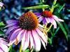 Plantes E - Echinac�e racine 50g