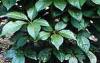 Plantes E - Eleuth�rocoque racine 250g