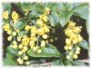 Plantes E - Epine Vinette racine 100g