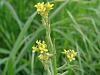 Plantes E - Erysimum velard plante 100g