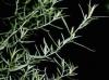 Plantes E - Estragon feuille 50g