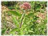 Plantes E - Eupatoire plante 200g