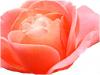 Parfum de maison - Extrait de senteur Rose 50ml