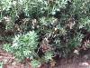 Plantes P - Fragon Petit houx racine 250g