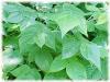 Plantes F - Framboisier feuille 200g