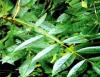 Fr�ne feuilles pdre 250mg 200 g�lules