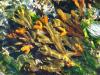 Poudres - Fucus ves poudre 200g