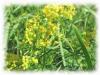 Plantes G - Gaillet jaune 200g