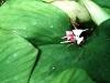Plantes G - Galanga racine 200g