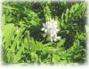 Plantes G - Galega plante 200g