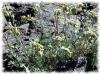 Plantes G - G�n�pi des Alpes plante 50g
