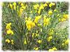 Plantes G - Gen�t � balai fleur 100g