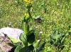 Plantes G - Gentiane racine 100g