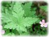 Plantes G - G�ranium robert 100g