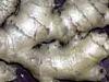 Plantes G - Gingembre racine 50g