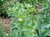 Plantes G - Gr�mil plante 200g