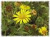 Plantes G - Grindelia plante 200g