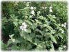 Plantes G - Guimauve racine 100g