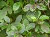 Plantes G - Gymnema sylvestris feuille 200g