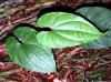 Plantes I - Igname sauvage tubercule 250g