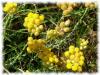 Plantes I - Immortelle fleur jaune 100g