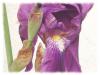 Poudres - Iris racine poudre pot 100g