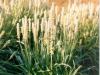 Plantes I - Ispaghul semence 250g