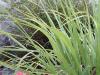 Lemon grass HE 15ml