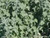 Marrube blanc plante 200g