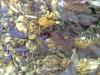M�lange Fleurs Pectorales 100g