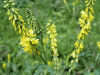 Plantes M - M�lilot jaune plante 100g